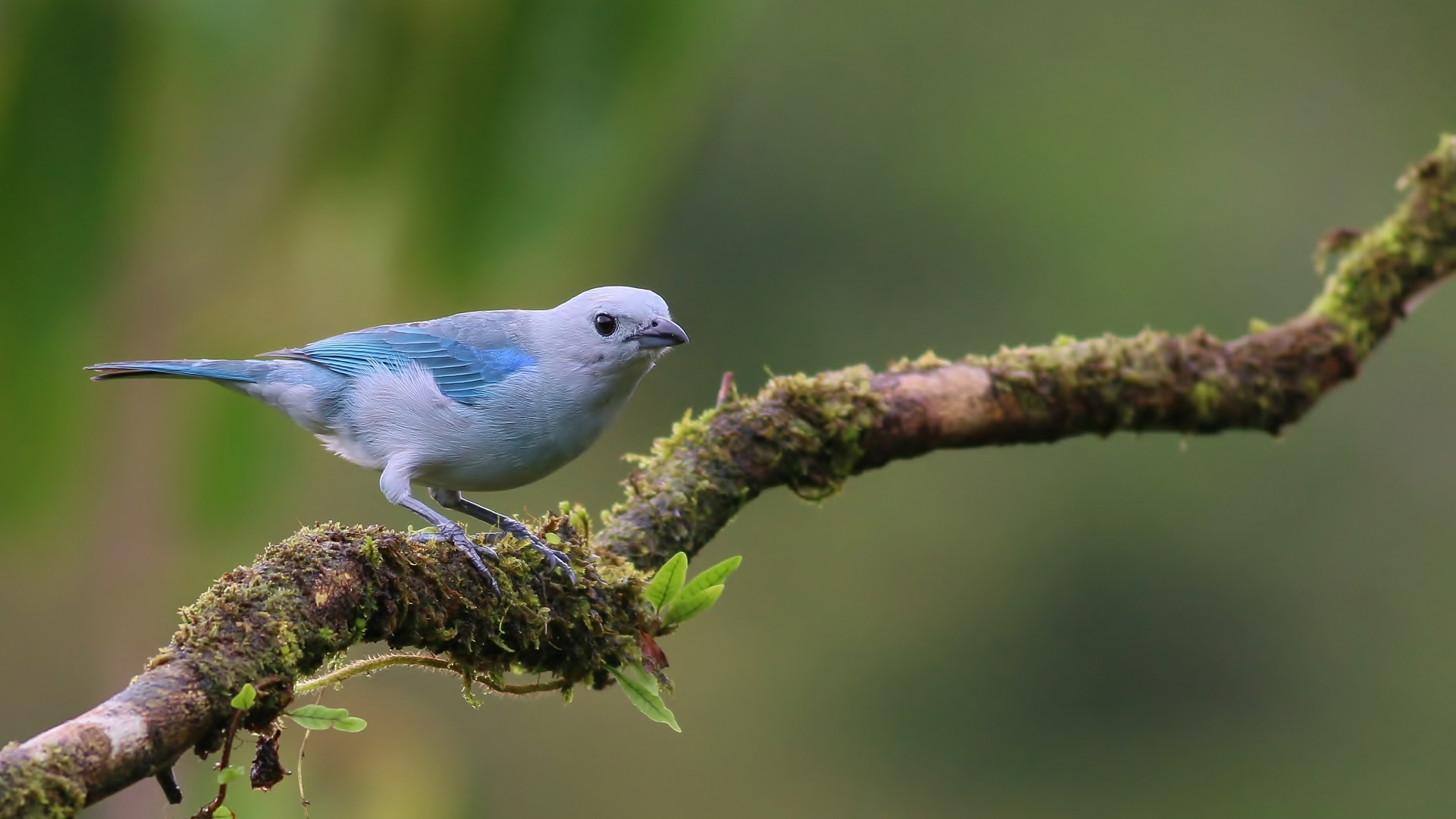 Blue-gray Tanager — Ana fotoğraf